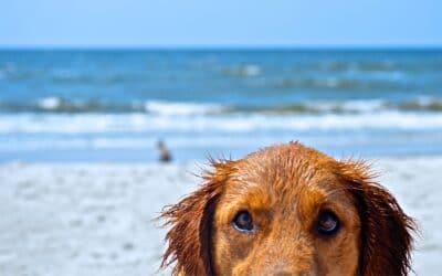 In spiaggia con Fuffy: le spiagge pet-friendly della Riviera di Ponente