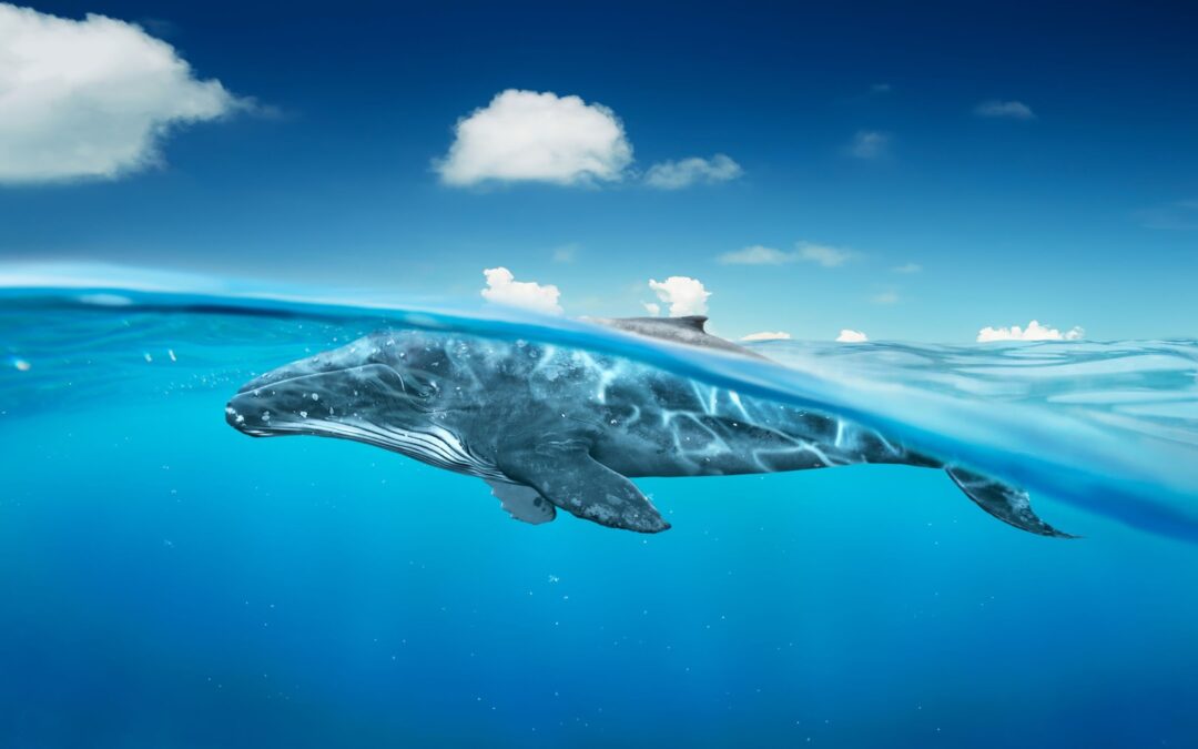 WHALE WATCHING | Alla ricerca dei delfini e delle balene nelle acque del Santuario dei Cetacei